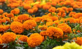 26 health benefits of Marigold