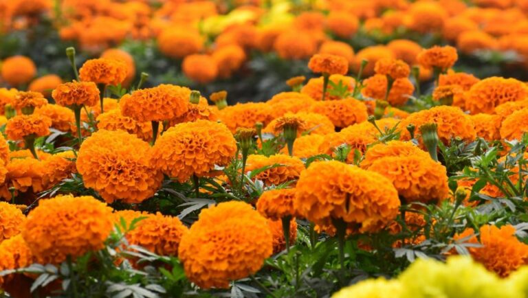 health benefits of Marigold