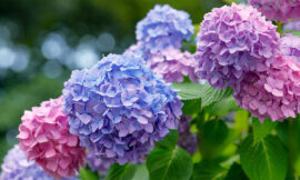 Hydrangea : Care, Fertilizing, Benefits