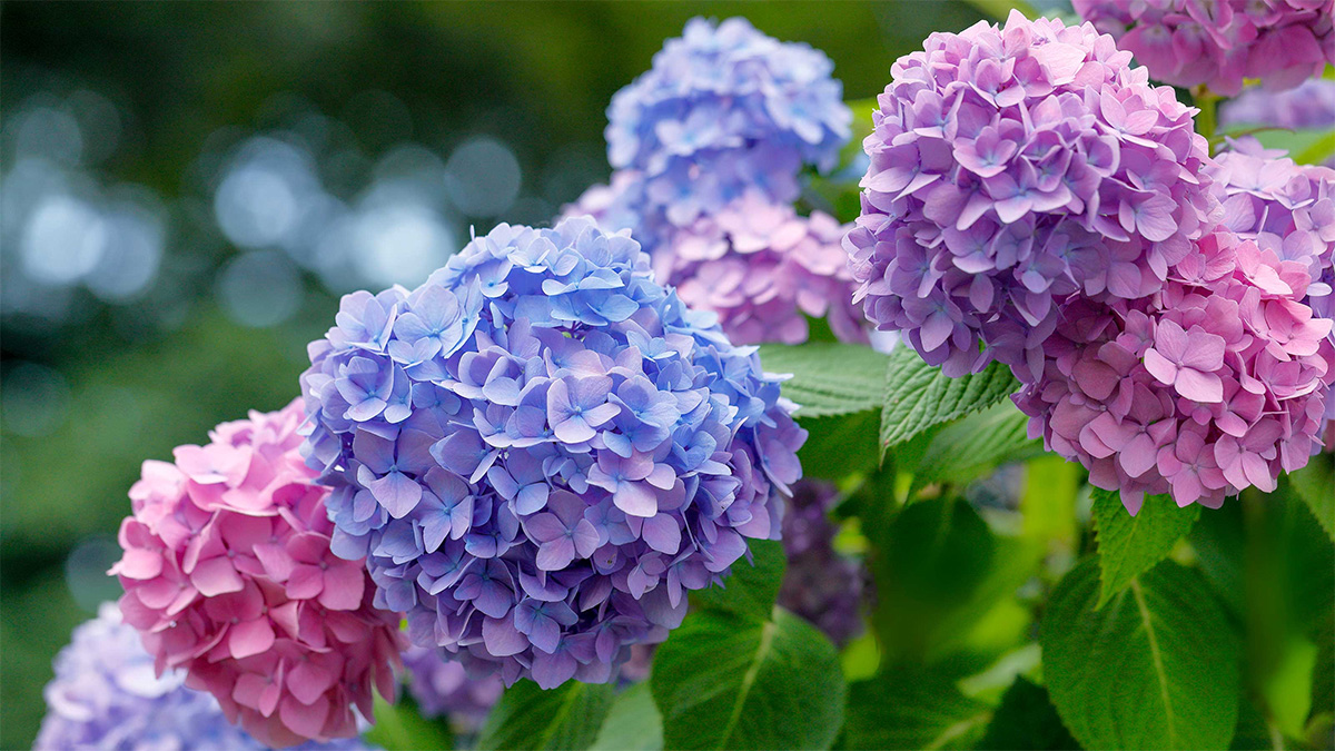 Hydrangea : Care, Fertilizing, Benefits