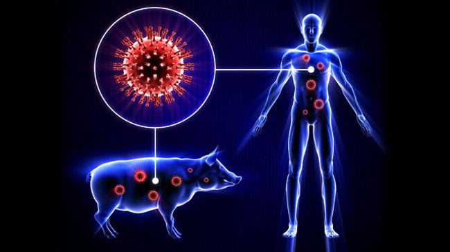 Read more about the article Swine Flu : Causes, Symptoms, Prevention, Treatment